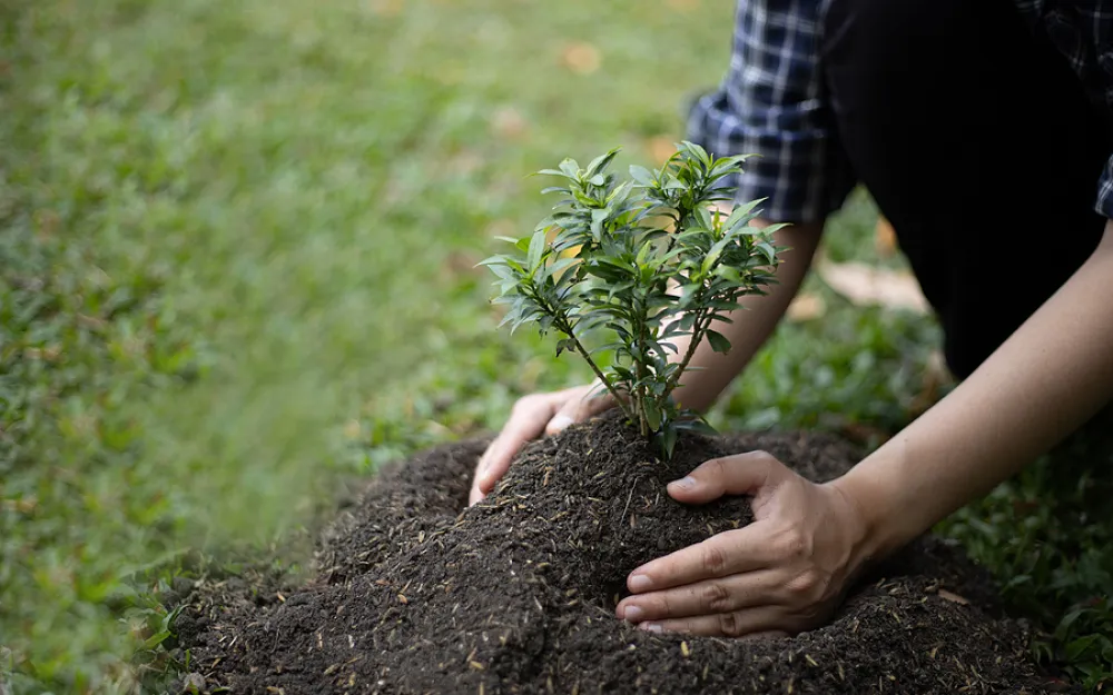 Season of Goodwill: WT Skips Plants Forty Trees