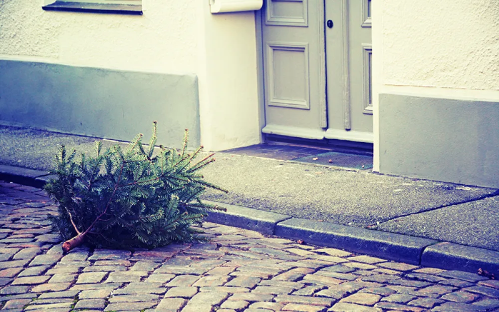 Christmas Tree Disposal: Where Can You Take Yours?
